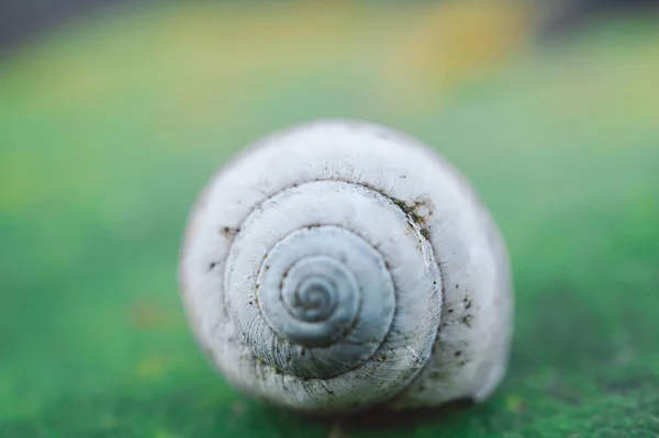 Littel Caracol Branco Descansando Sobre Planta Verde Natureza — Fotografia de Stock