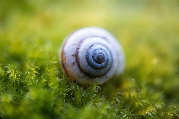 小白蜗牛休息在大自然中的绿色植物 — 图库照片