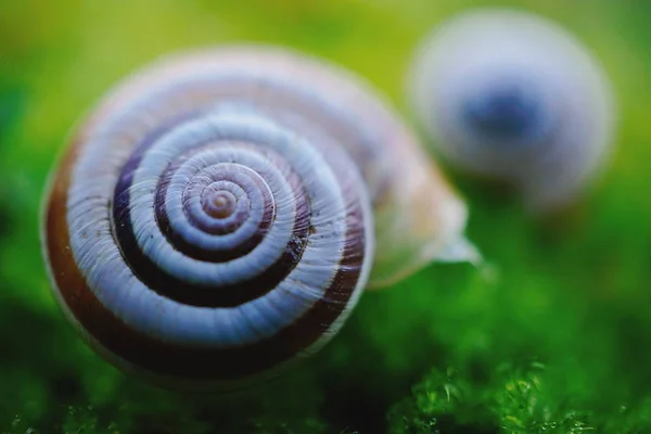 小白蜗牛休息在大自然中的绿色植物 — 图库照片
