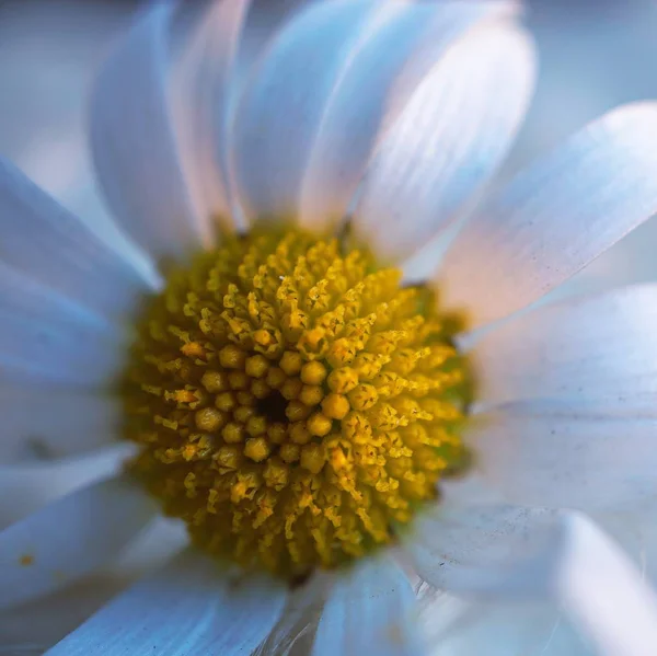 Romantik beyaz papatya çiçek dekoratif bahçe
