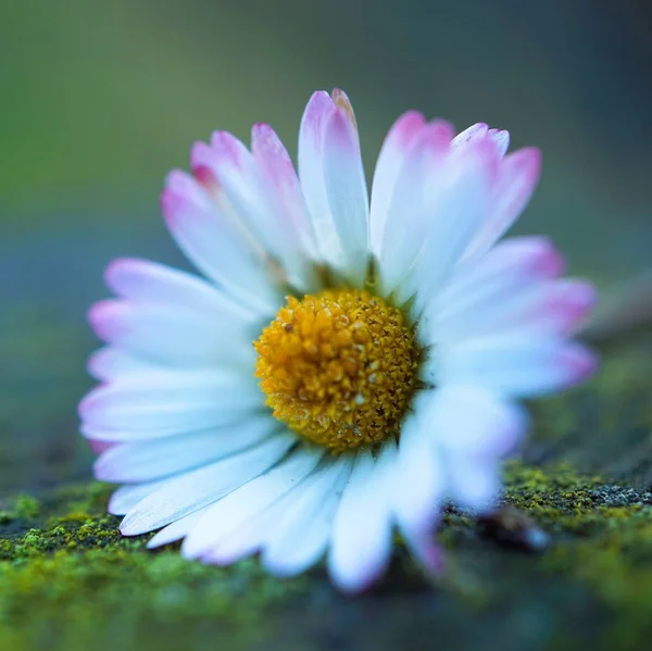 Romantische Witte Margriet Bloemen Decoratief Tuin — Stockfoto