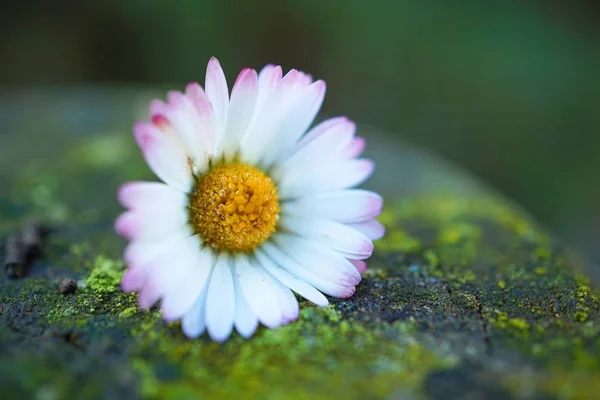 Romantique Fleur Marguerite Blanche Décorative Dans Jardin — Photo