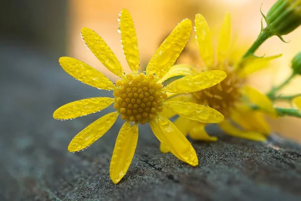 Romantický Žlutý Květ Dekorativní Přírodě — Stock fotografie