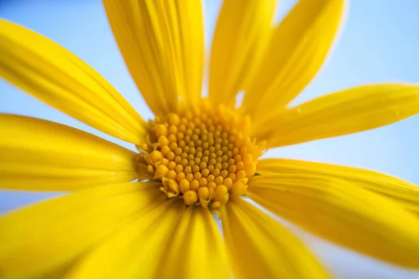 Romantic Yellow Flower Decorative Nature — Stock Photo, Image