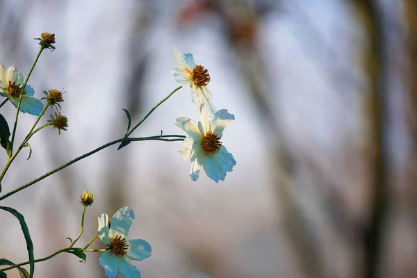 Hermosas Flores Blancas Jardín Naturaleza —  Fotos de Stock