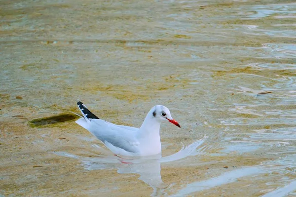 Белая Чайка Воде Озере — стоковое фото