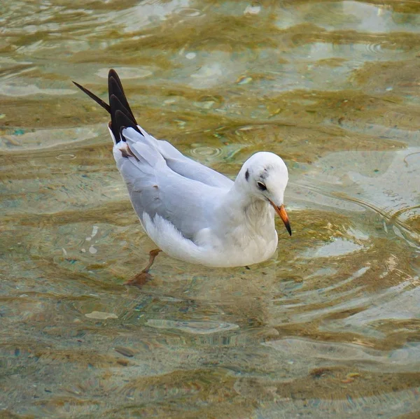 Pájaro Gaviota Blanca Agua Del Lago — Foto de Stock