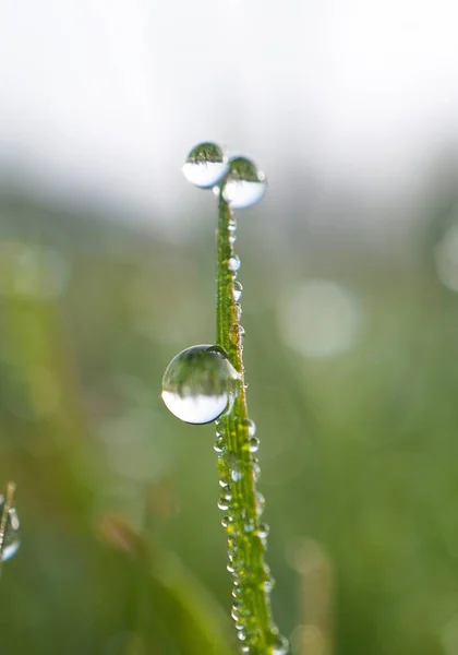 Gocce Luminose Sulle Foglie Erba Verde Giardino — Foto Stock