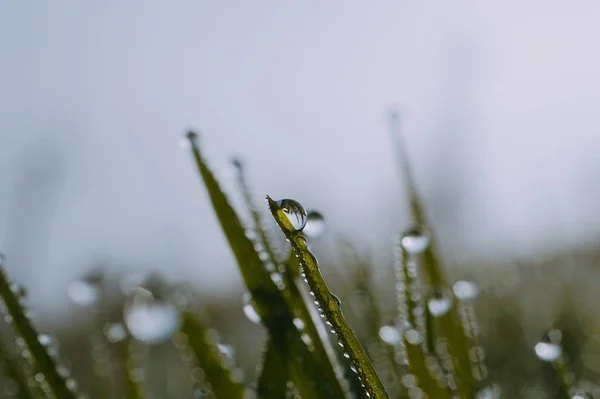 Gocce Luminose Sulle Foglie Erba Verde Giardino — Foto Stock