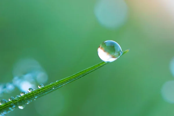 Gotas Brilhantes Sobre Folhas Plantas Grama Verde Jardim — Fotografia de Stock