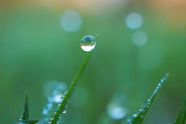 在花园里的绿草植物叶子上的明亮的水滴 — 图库照片