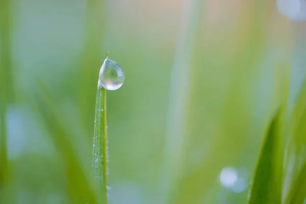 Gocce Luminose Sulle Foglie Erba Verde Giardino — Foto Stock