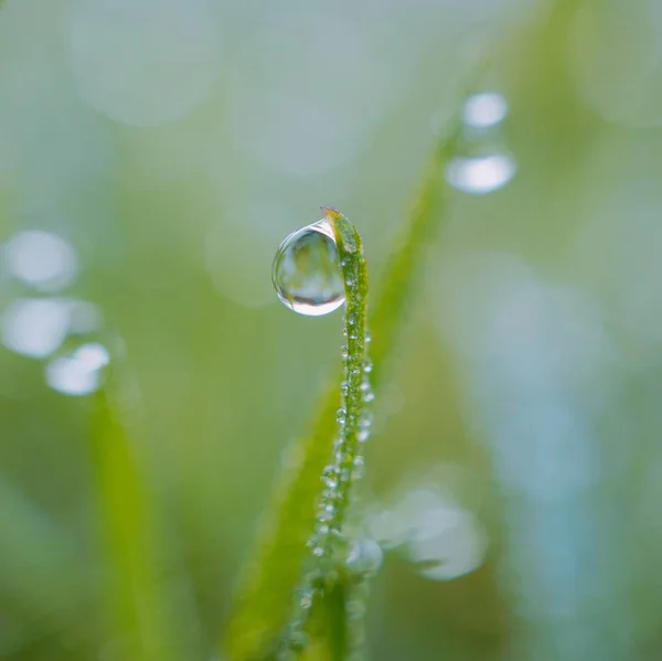 Gocce Luminose Sulle Foglie Erba Verde Giardino — Foto Stock