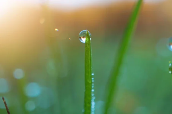 Gocce Luminose Sulle Foglie Erba Verde Giardino — Foto Stock