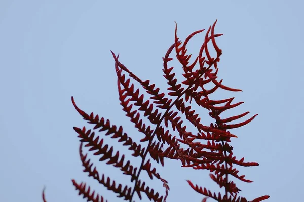 Abstrato Samambaia Marrom Planta Folhas Textura — Fotografia de Stock