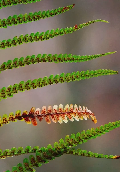 Abstrakt Grön Ormbunke Växt Blad Textur Naturen — Stockfoto