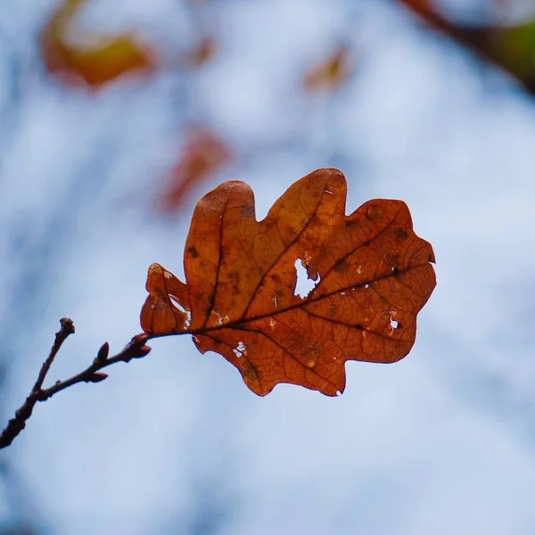 美丽的棕色树叶在大自然中 — 图库照片