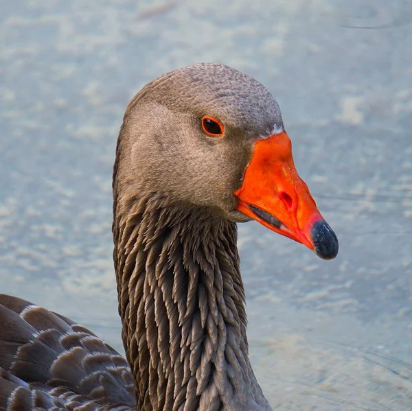 Schöne Braune Gänseente Wasser See — Stockfoto