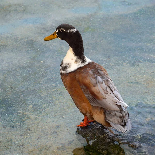 Hermoso Pato Ganso Marrón Agua Lago —  Fotos de Stock