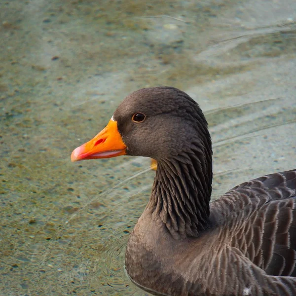 美丽的棕色鹅鸭在湖中的水 — 图库照片