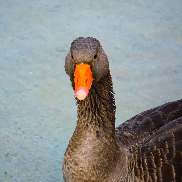 Belo Pato Ganso Marrom Água Lago — Fotografia de Stock