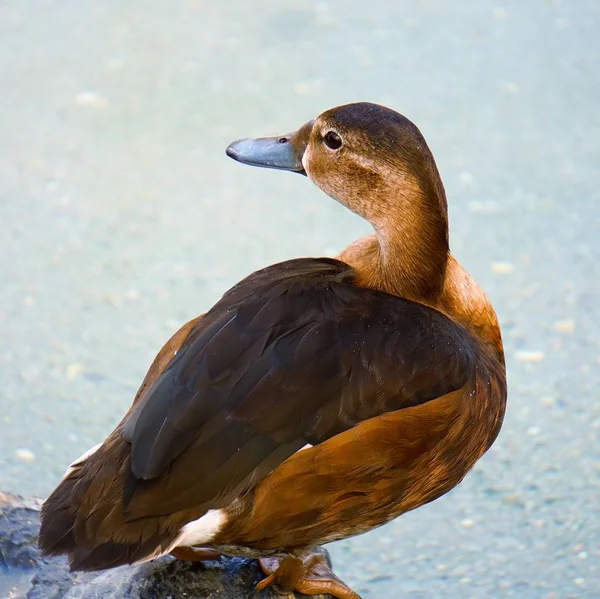 Schöne Braune Gänseente Wasser See — Stockfoto