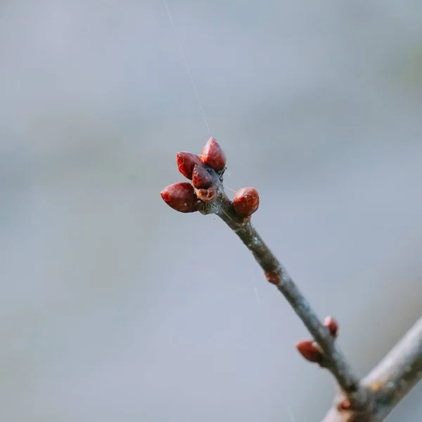 Flores Planta Jardín Naturaleza — Foto de Stock