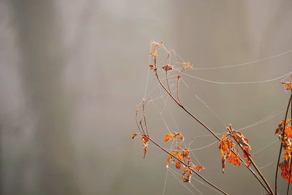 Les Fleurs Plantent Dans Jardin Dans Nature — Photo