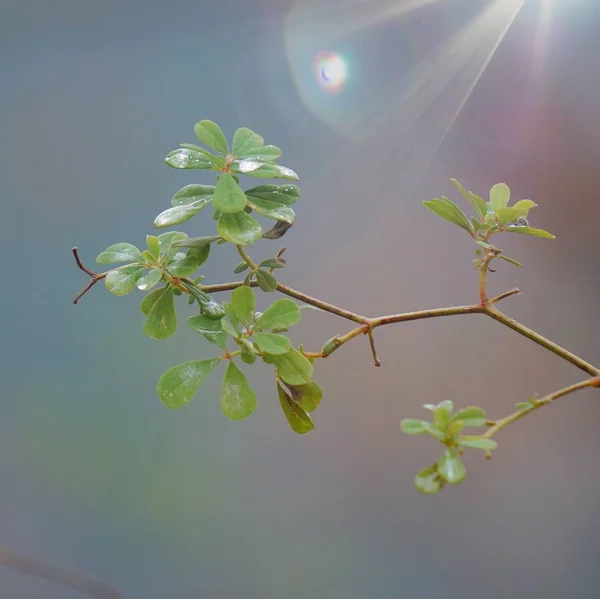 Belle Plante Verte Dans Jardin Dans Nature — Photo