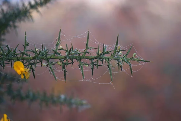 Vacker Grön Växt Trädgården Naturen — Stockfoto