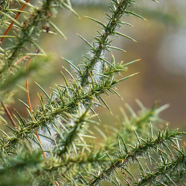 Beautiful Green Plant Garden Nature — ストック写真