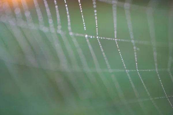 Brilhar Gotas Teia Aranha Abstrata Natureza — Fotografia de Stock