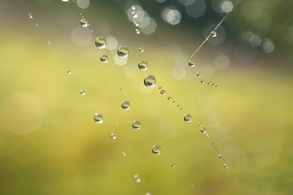 Блискучі Краплі Абстрактній Павутині Природі — стокове фото