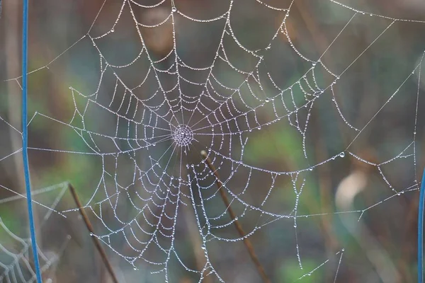 Brilhar Gotas Teia Aranha Abstrata Natureza — Fotografia de Stock