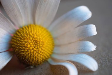                                beyaz papatya çiçek yaprakları