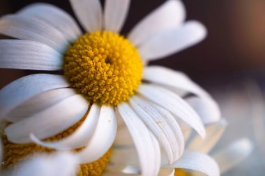                                beyaz papatya çiçek yaprakları