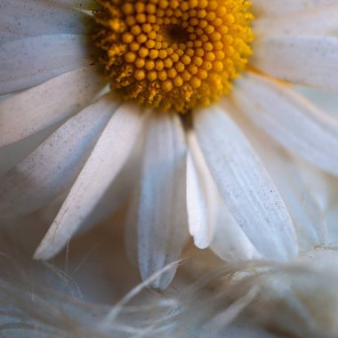                                beyaz papatya çiçek yaprakları