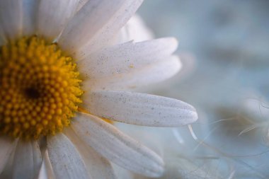                                beyaz papatya çiçek yaprakları
