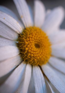                                beyaz papatya çiçek yaprakları