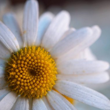                                beyaz papatya çiçek yaprakları