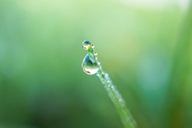                          yeşil çimenlerin üzerinde damla bırakır     