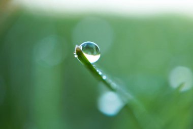                          yeşil çimenlerin üzerinde damla bırakır     