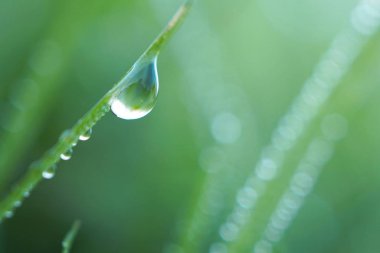                          yeşil çimenlerin üzerinde damla bırakır     