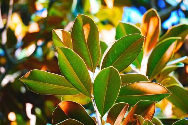                                yeşil ağaç yaprakları doğada 