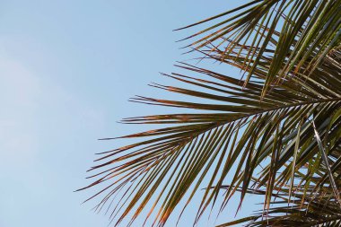                                yeşil ağaç yaprakları doğada 