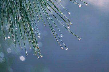 yeşil ağaç dalları