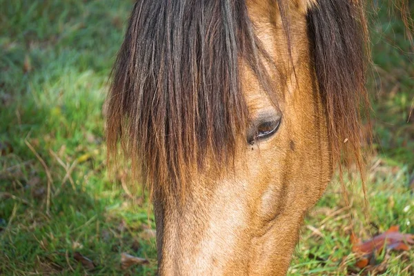 Retrato Cavalo Marrom Natureza — Fotografia de Stock