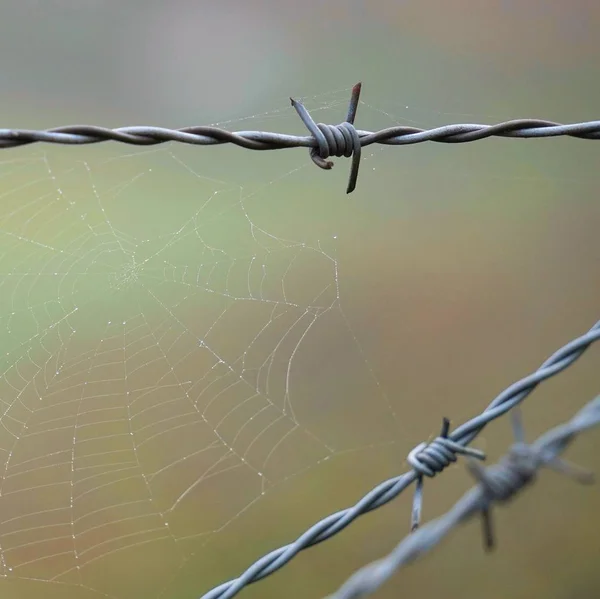 Metallic Barbed Wire Fence — Stock Photo, Image