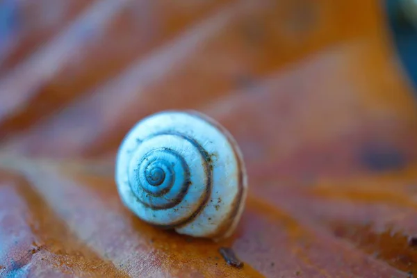 Pequeno Caracol Branco Planta — Fotografia de Stock