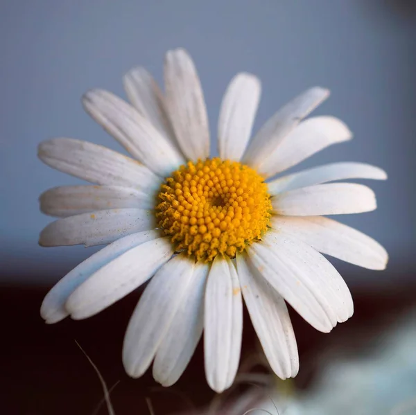 Pétales Fleur Marguerite Blanche — Photo